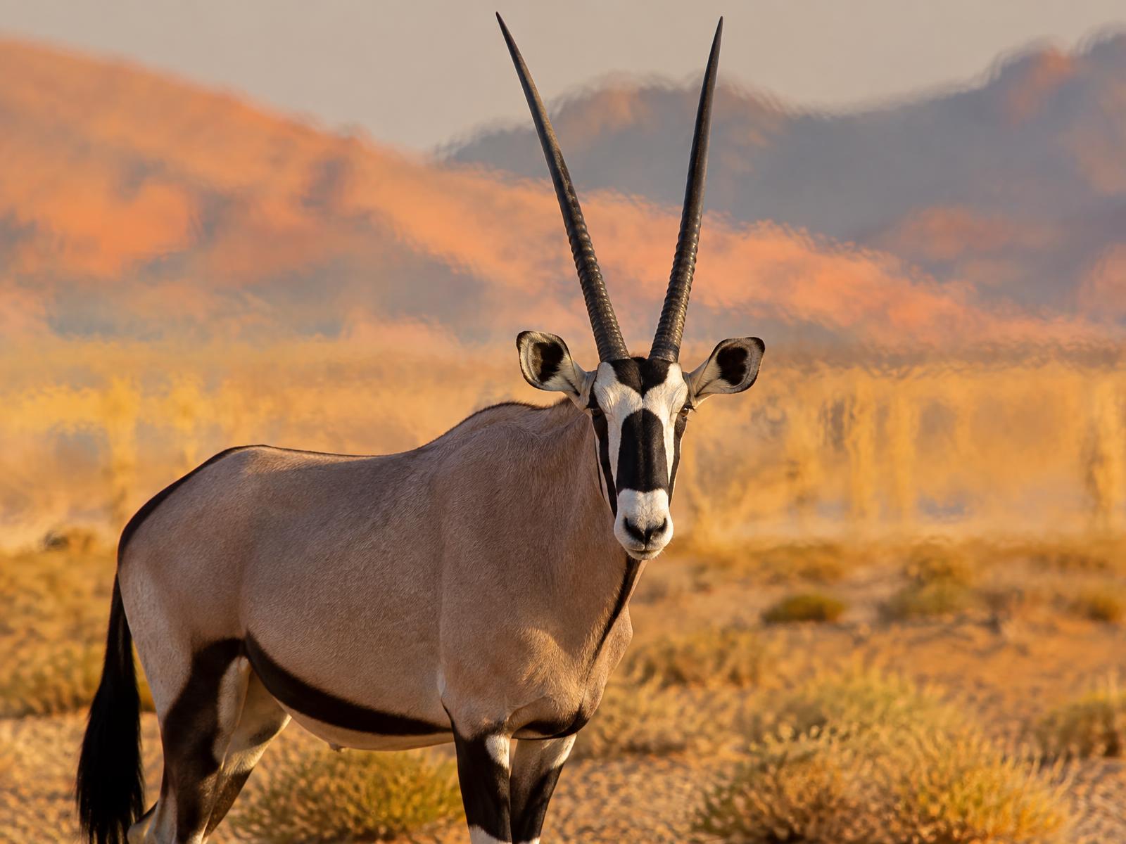 Oryx in der Namib